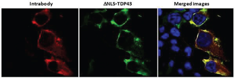 [MISSING IMAGE: tm2228844d1-ph_11fig4clr.jpg]